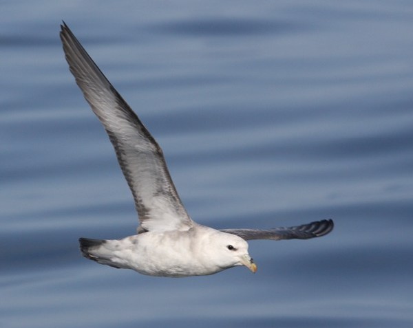 Northern Fulmar